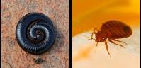 Scorpion Universal Pest Management image 2
